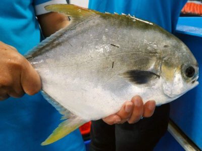 Cá chim trắng sống (kg)