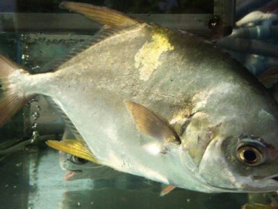 Cá chim trắng sống (kg)