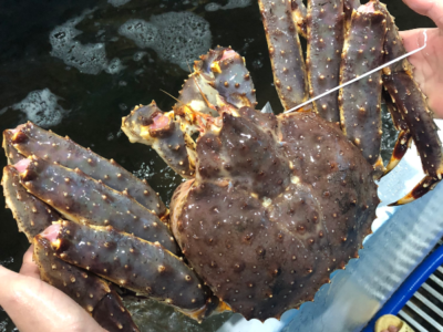 Cua King Crab Sống