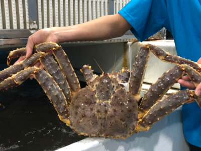 Cua King Crab Sống