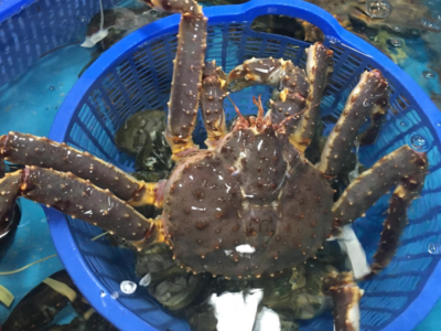 Cua King Crab Sống